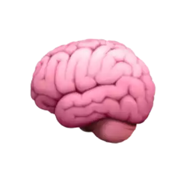 eclorus-cerveau